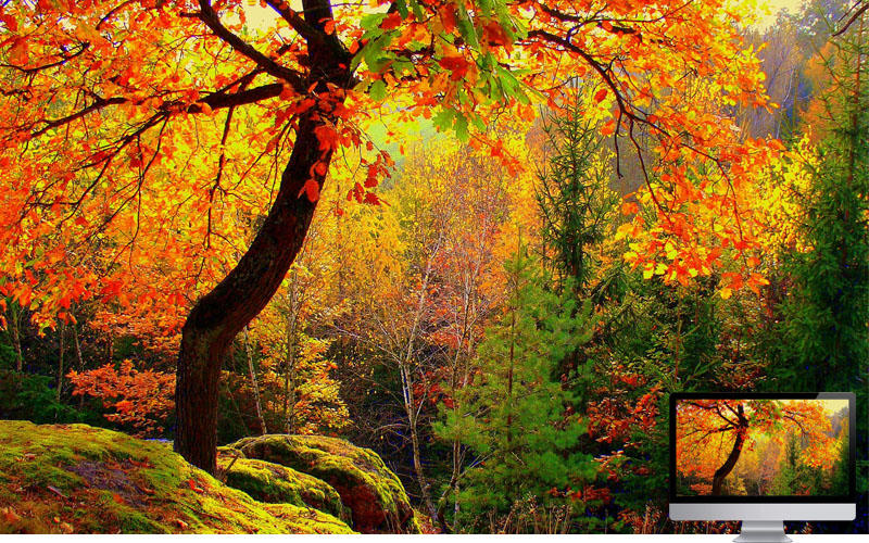 #10 Wallpaper Musim Gugur