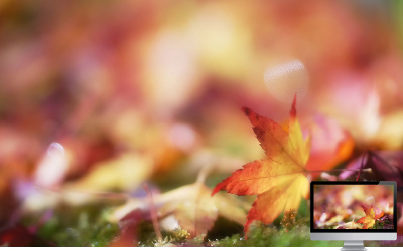 #13 Wallpaper Musim Gugur