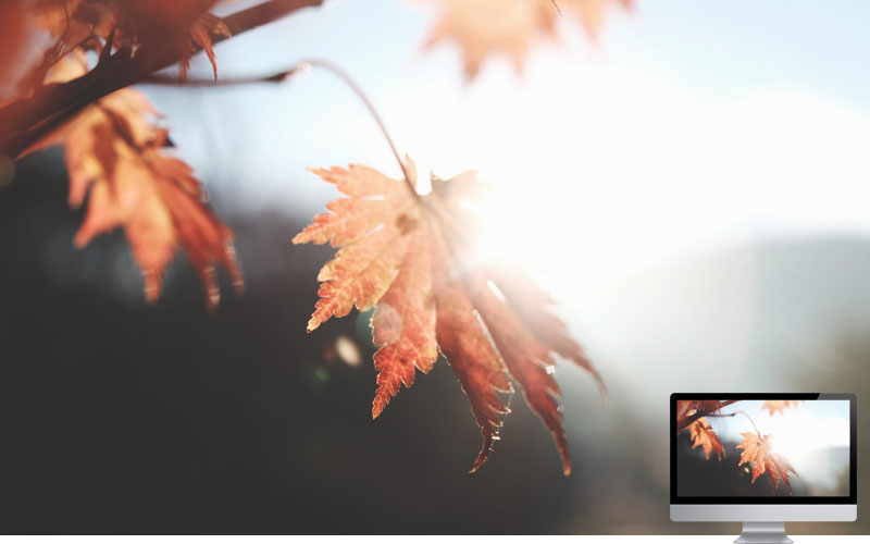 #17 Wallpaper Musim Gugur