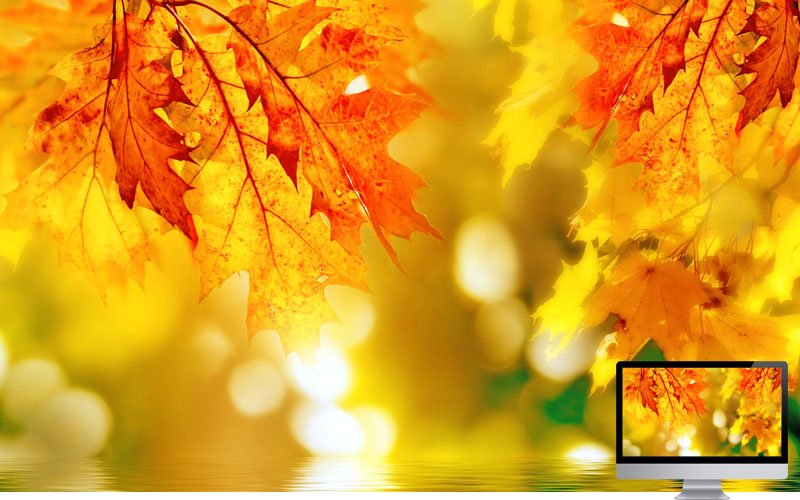 #20 Wallpaper Musim Gugur