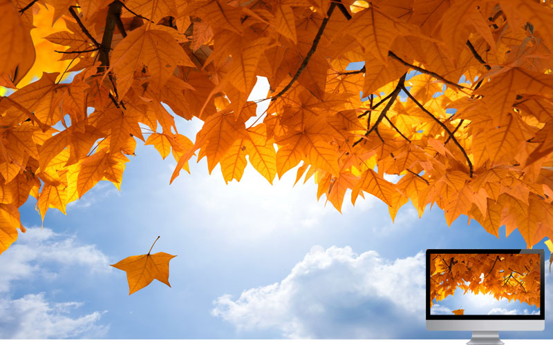 #23 Wallpaper Musim Gugur