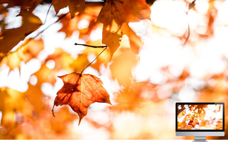 #3 Wallpaper Musim Gugur