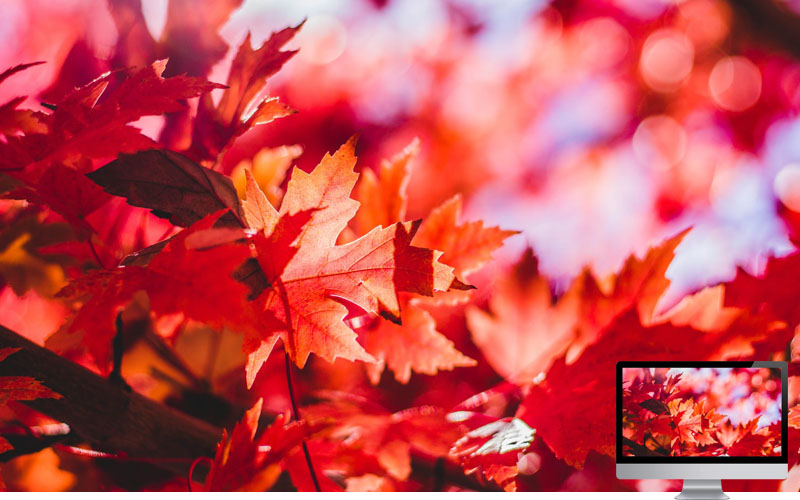 #4 Wallpaper Musim Gugur