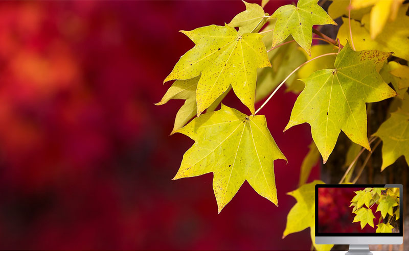 #5 Wallpaper Musim Gugur