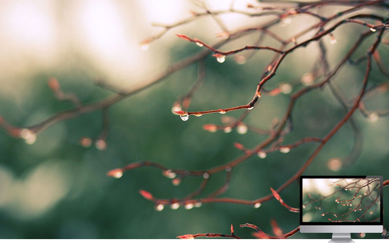 #6. Tetesan Air di Ranting