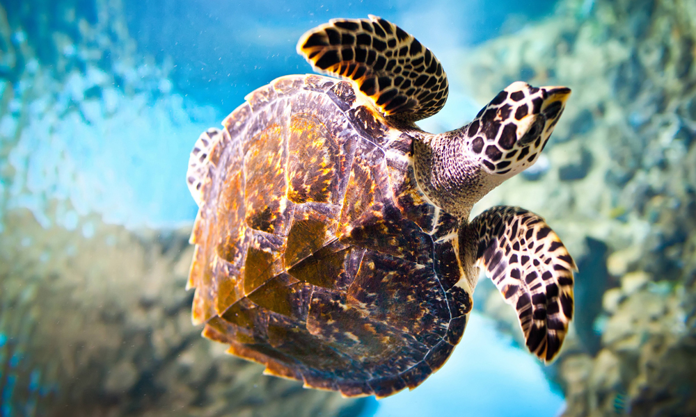 1. Wallpaper Kura - Kura Keren HD Windows