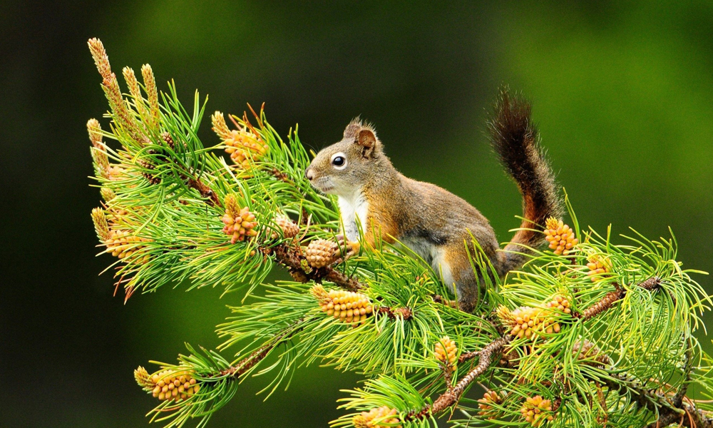 3. Tupai Background Keren 4K