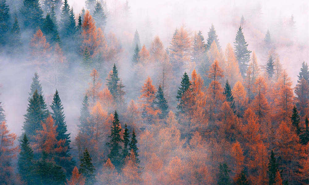 4. Forest HD Nature Wallpaper