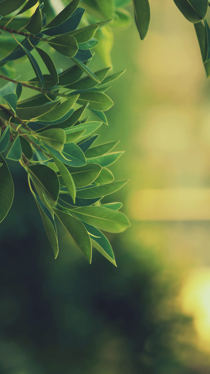 7. Blury Background Nature For Android