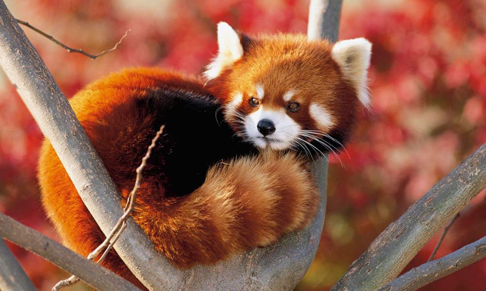 8. Animal Background 4K Windows