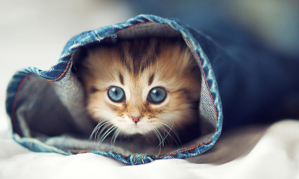 9. Funny Cat Background 4K