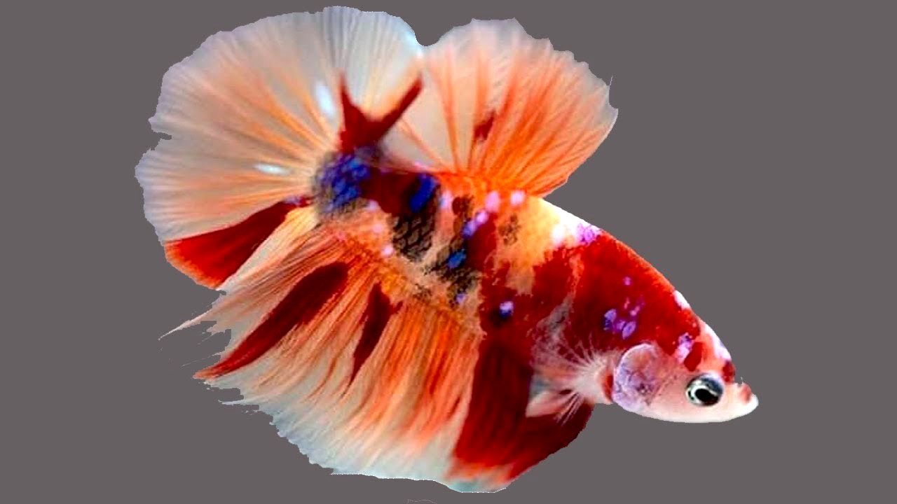 Ikan cupang bi colored