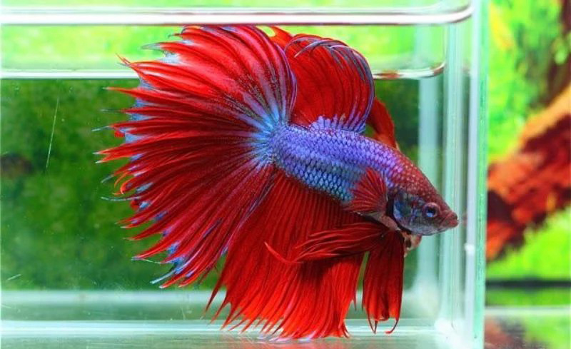 Ikan cupang combtail