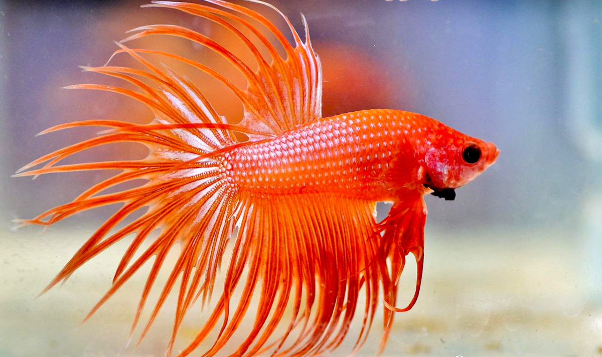Ikan cupang crowntail