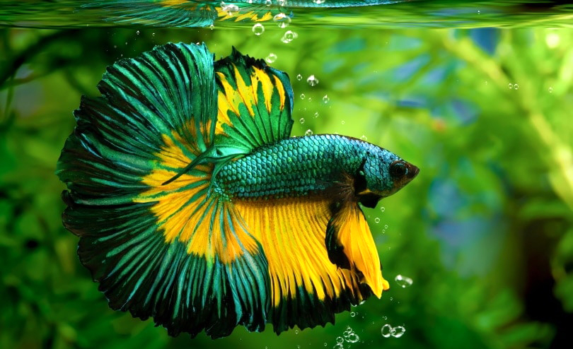 Ikan cupang dragon scale