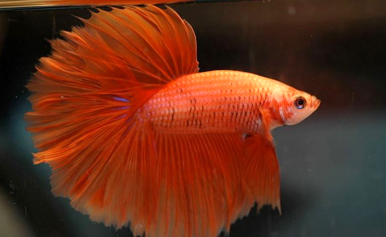 Ikan cupang half sun