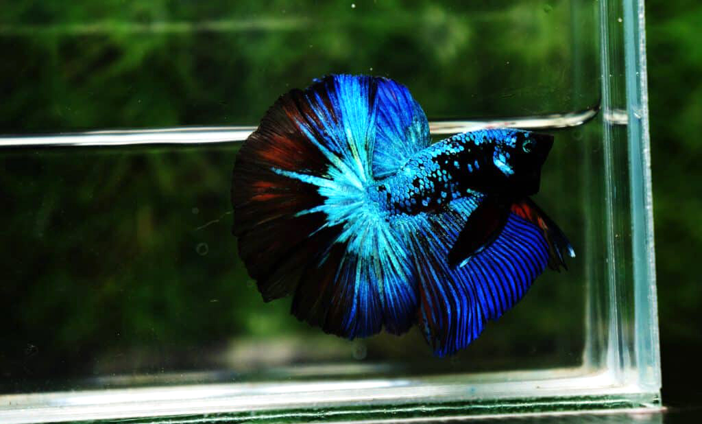 Ikan cupang king of blue eyes avatar