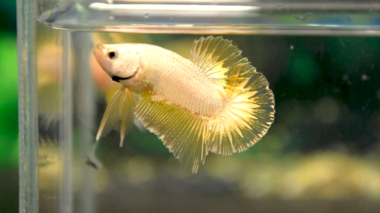 Ikan cupang king of gold dragon