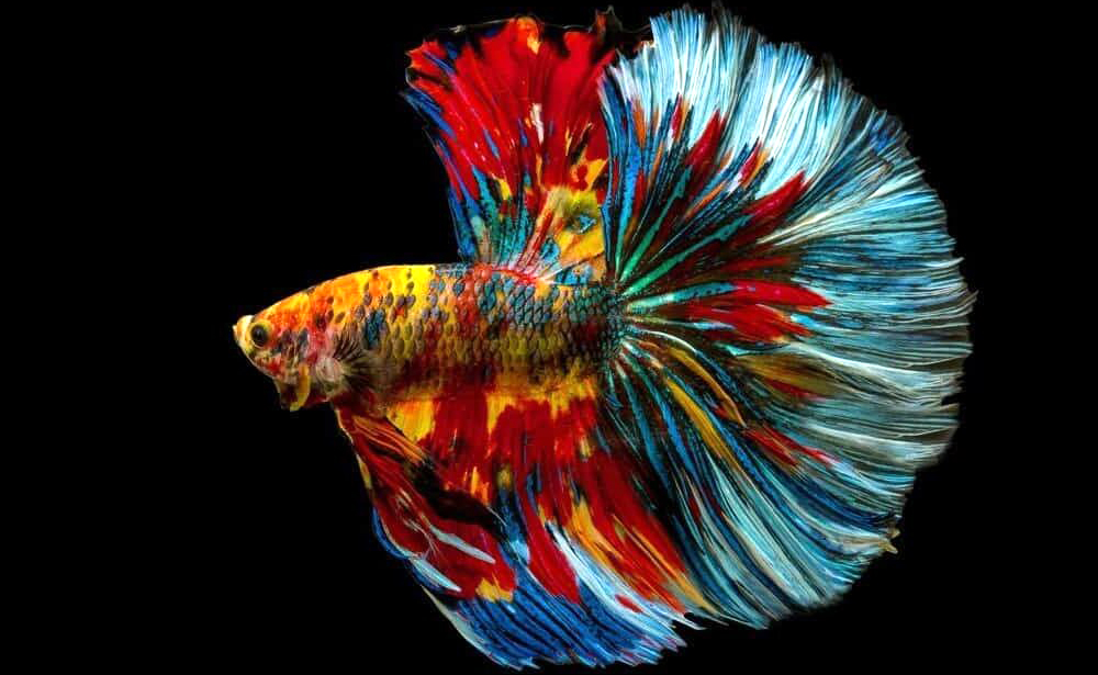 Ikan cupang multicolor