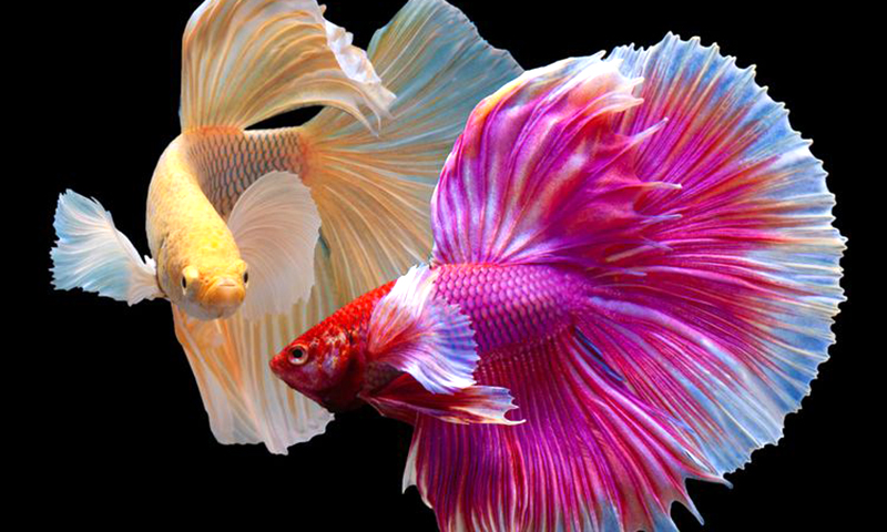 Ikan cupang over halfmoon