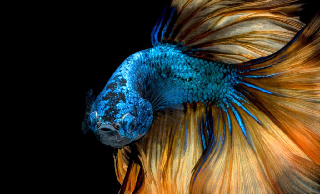 Ikan cupang paradise