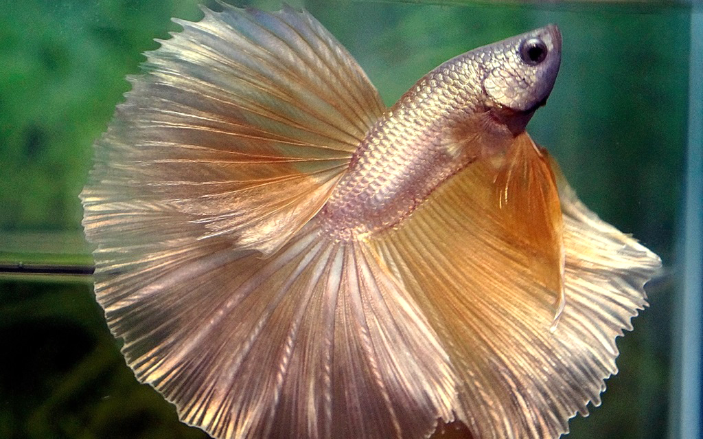 Ikan cupang rose white platinum dragon