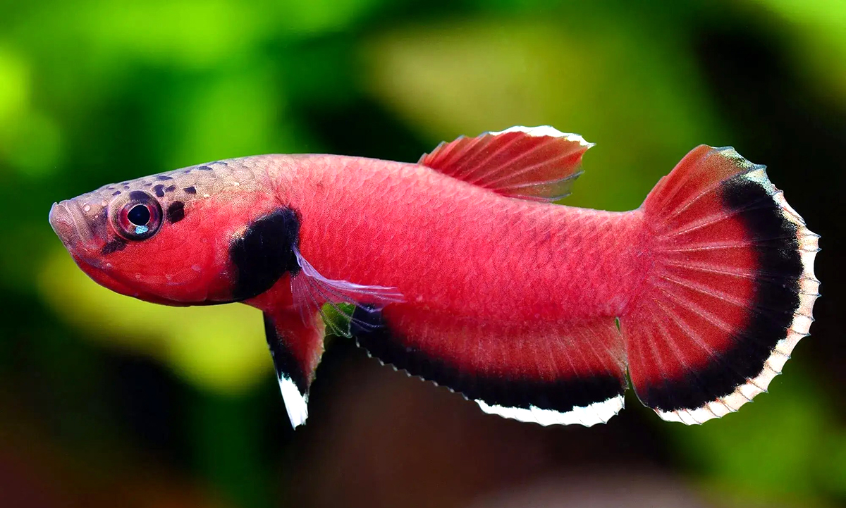 Ikan cupang snake head