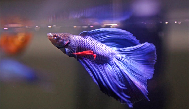 Ikan cupang true purple