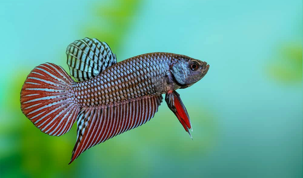 Ikan cupang wild betta fish