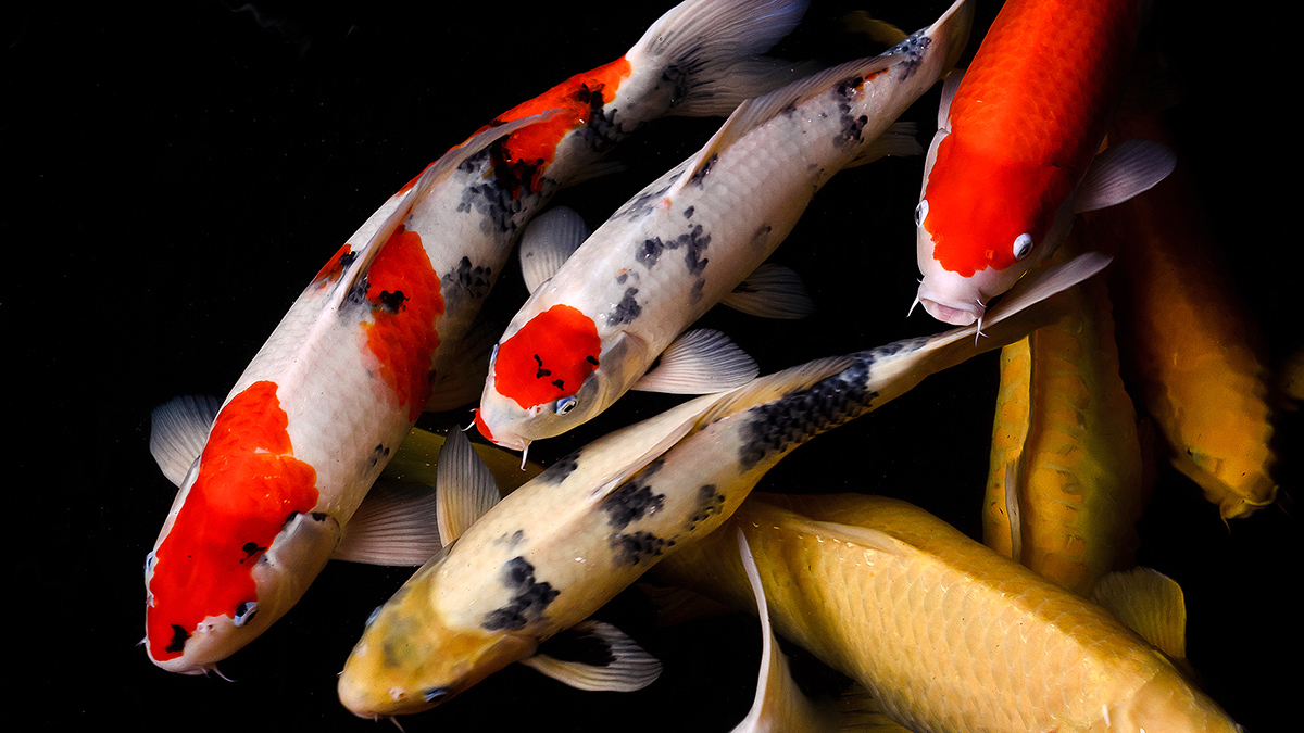 Koi fish
