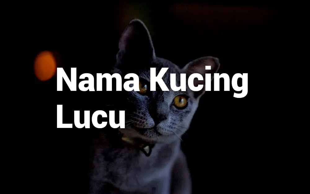 Nama Kucing Lucu