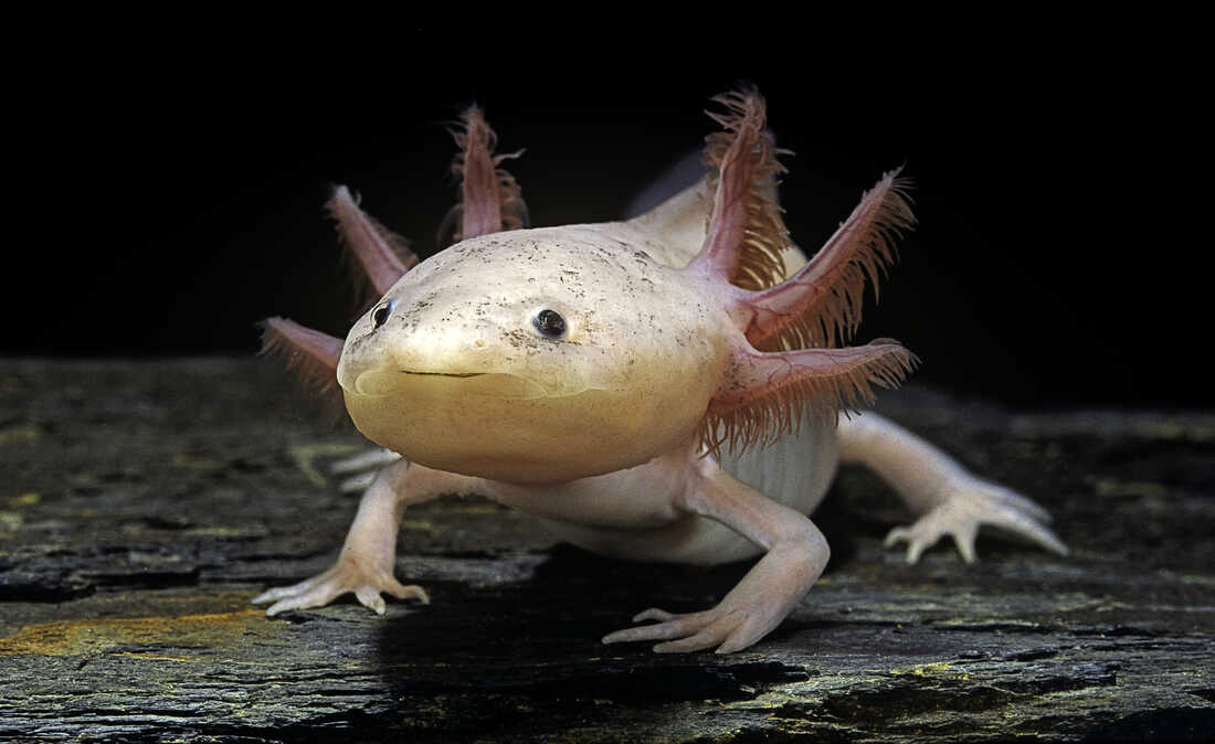 Axolotl