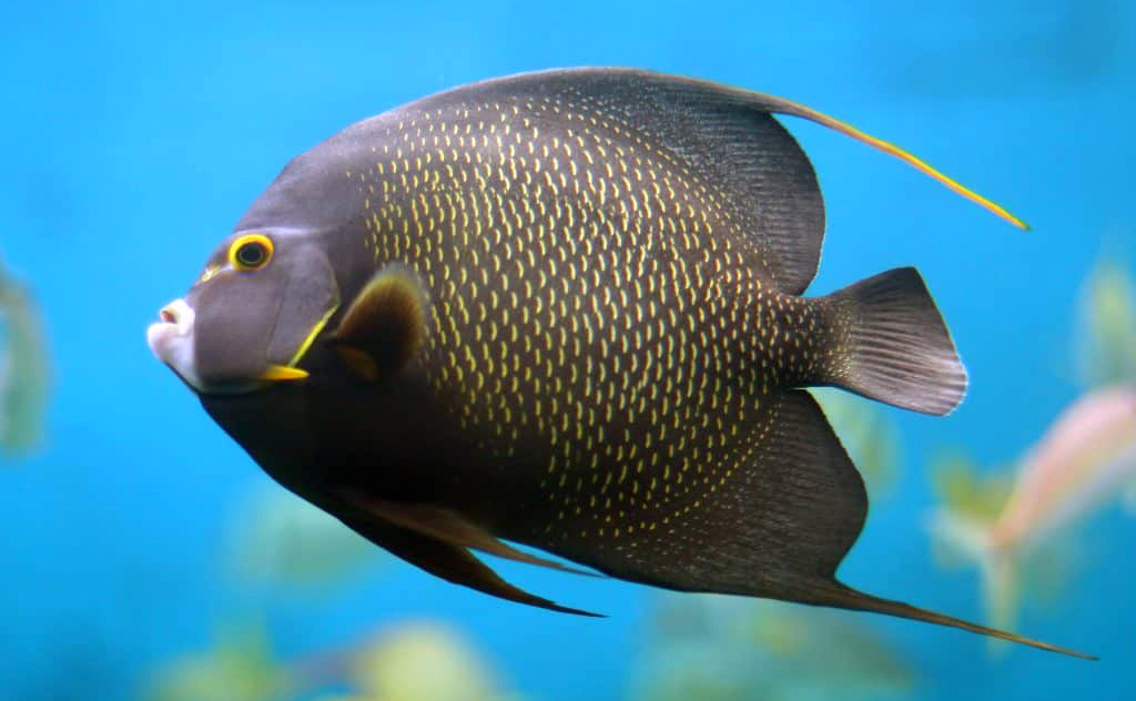 French Angelfish