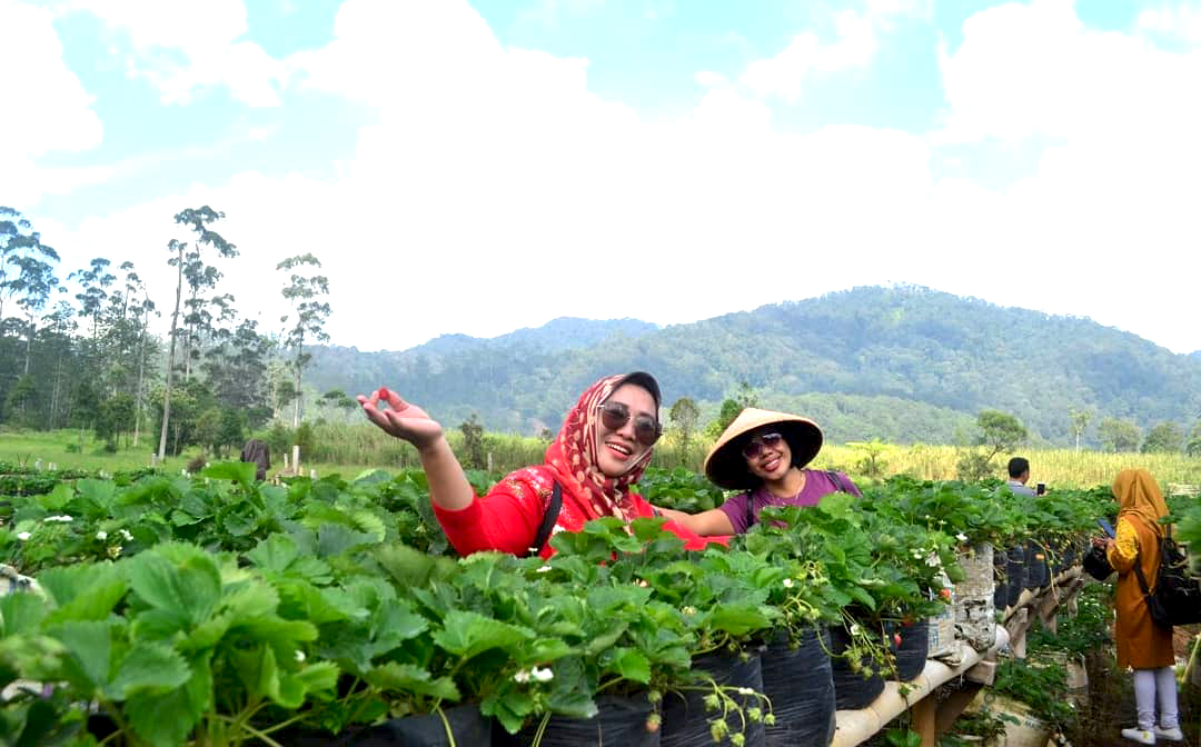 10+ Rekomendasi Tempat Wisata Petik Strawberry Di Bandung