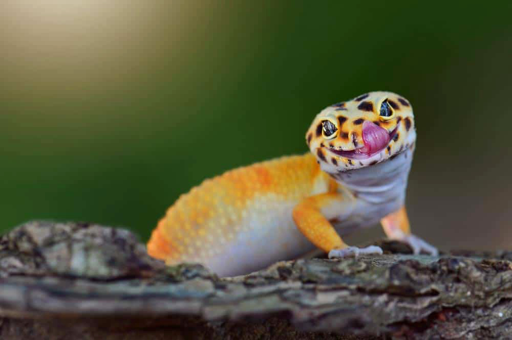 Leopard Gecko
