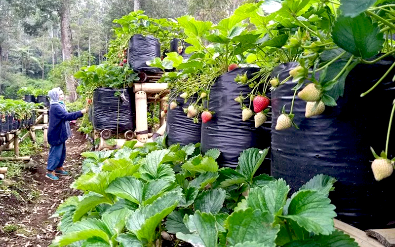 10+ Rekomendasi Tempat Wisata Petik Strawberry Di Bandung