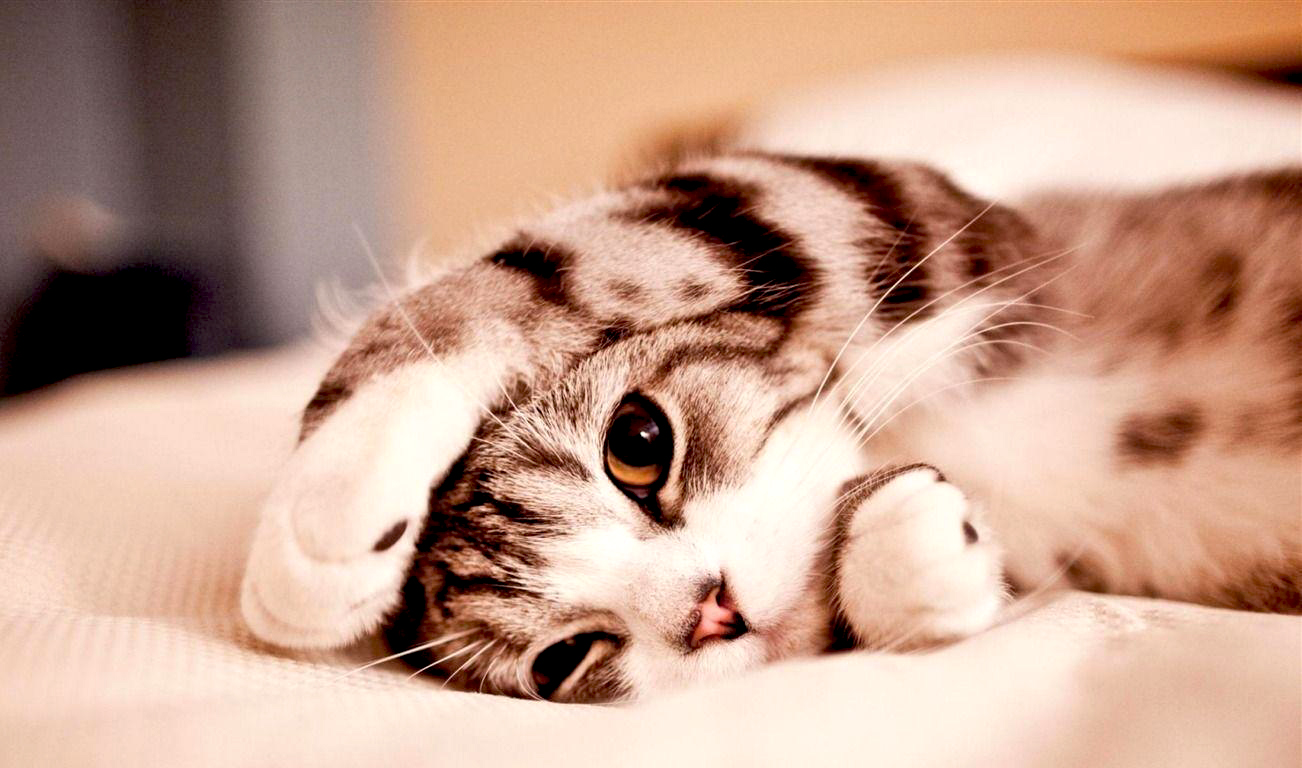 Nama Hewan Dalam Bahasa Inggris