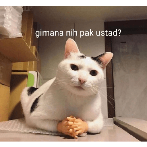 Stiker Ekspresi Kucing 3