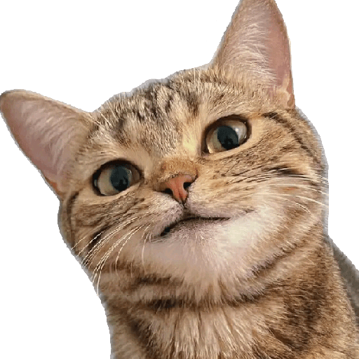 Stiker Kucing Lucu 3