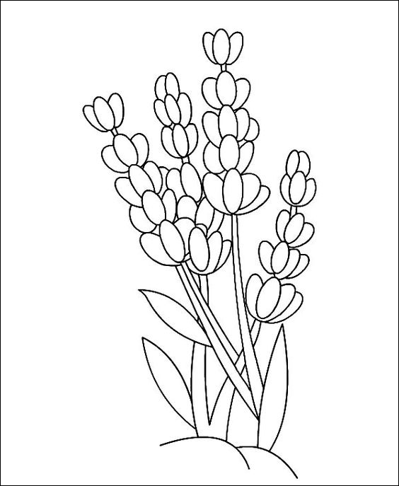 15 Menggambar bunga lavender, daun hijau dan bunga berwarna ungu