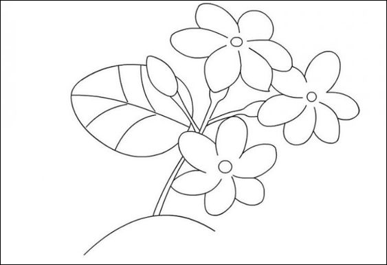 20 Bunga melati indah untuk belajar menggambar dan mewarnai