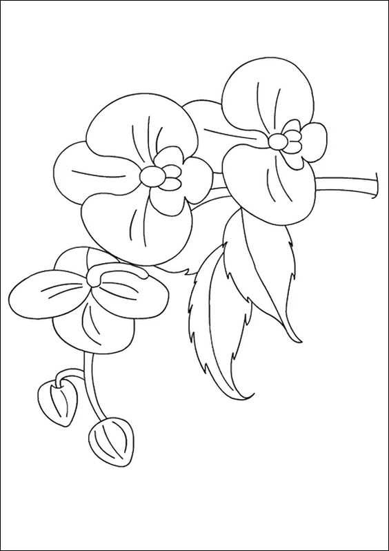 27 Menggambar sketsa bunga anggrek bulan yang indah