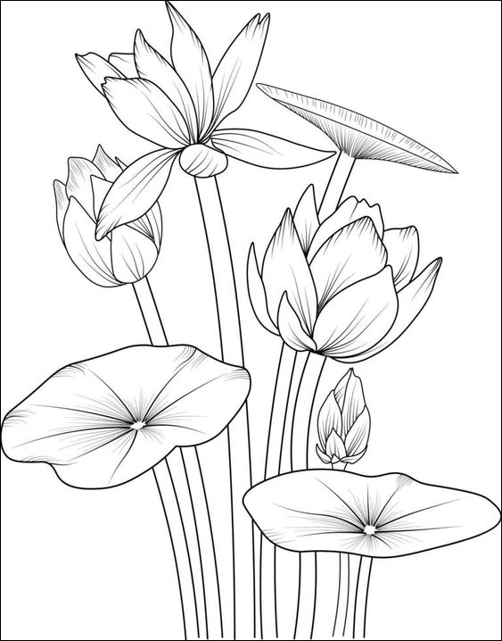 3. Menggambar indahnya bunga teratai