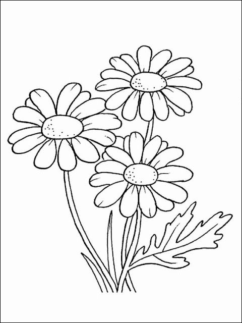 31 Gambar sketsa bunga daisy yang indah