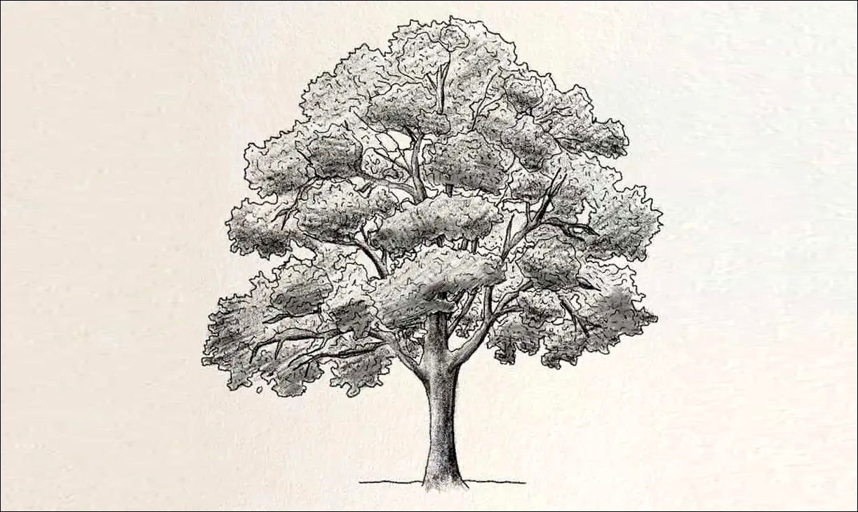 Tes Psikotes Gambar Pohon : Tujuan, Jenis dan Cara Mengerjakannya