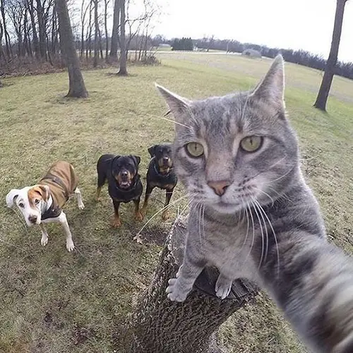 Gambar 01. PP WA Kucing Gokil selfie dengan anjing