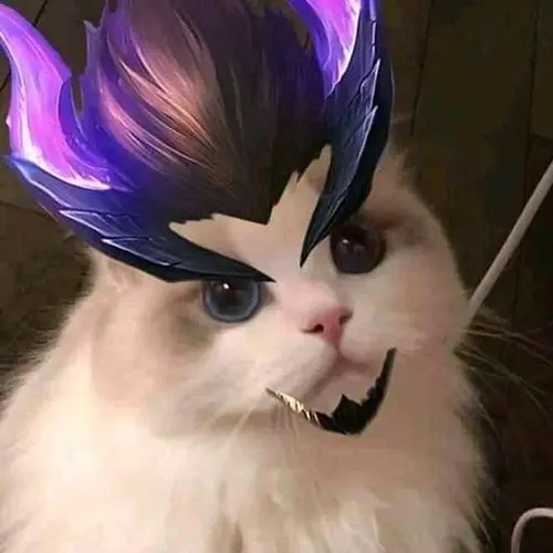 Gambar 03. PP ML Lucu Kocak Kucing