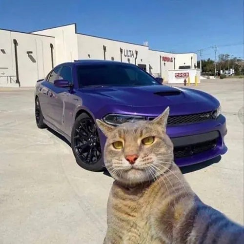 Gambar 03. PP WA Kucing Gokil selfie dengan mobil lambo
