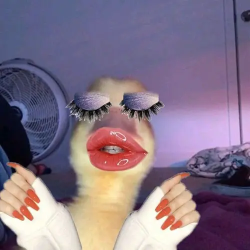 Gambar 07. PP WA Kocak bebek slay