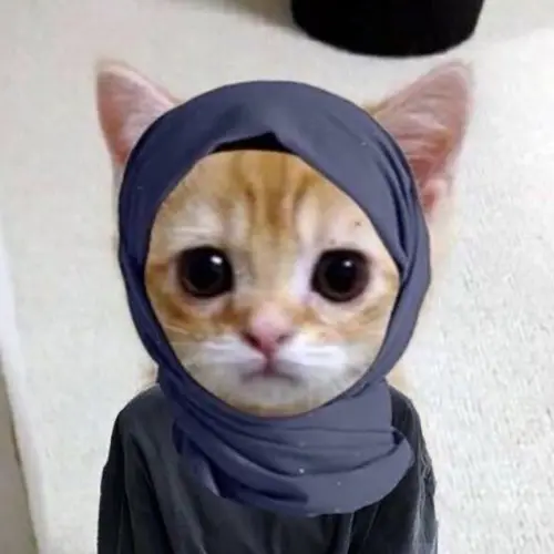 Gambar 07. PP WA Kucing Gokil hijabi
